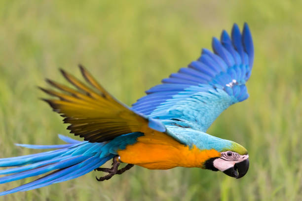 istock beautiful bird flying in rice field 656340054