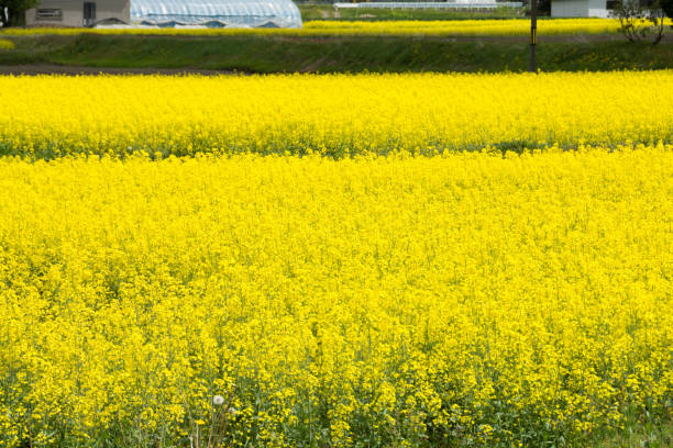 istock Yellow flowers spreading all over 656340100