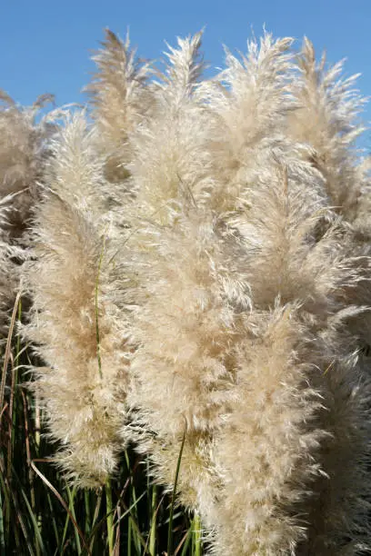 Cortaderia Selloana or Pampas Grass with a blue sky in the background on a sunny day. Pampas Grass stems and plumes seen close up in front of a bright blue sky.