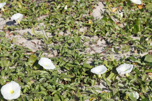 White petals with yellow center Morning Glory flowers and vine growing on a sunny North Carolina beach. Morning Glory flowers and vine leaves growing on a sunny beach