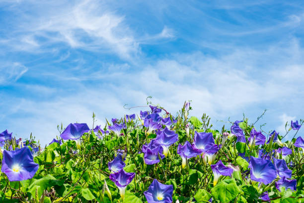 istock Purple morning glory flower 656346248
