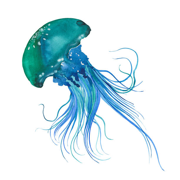 illustrazioni stock, clip art, cartoni animati e icone di tendenza di acquerello medusa blu - jellyfish