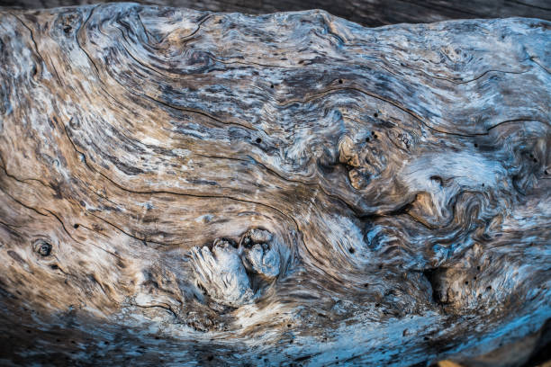 Warped Driftwood Closeup 2 A closeup shot of a warped driftwood log. gnarly wood texture stock pictures, royalty-free photos & images