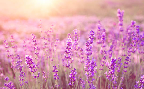 istock Beautiful image of lavender 656351412
