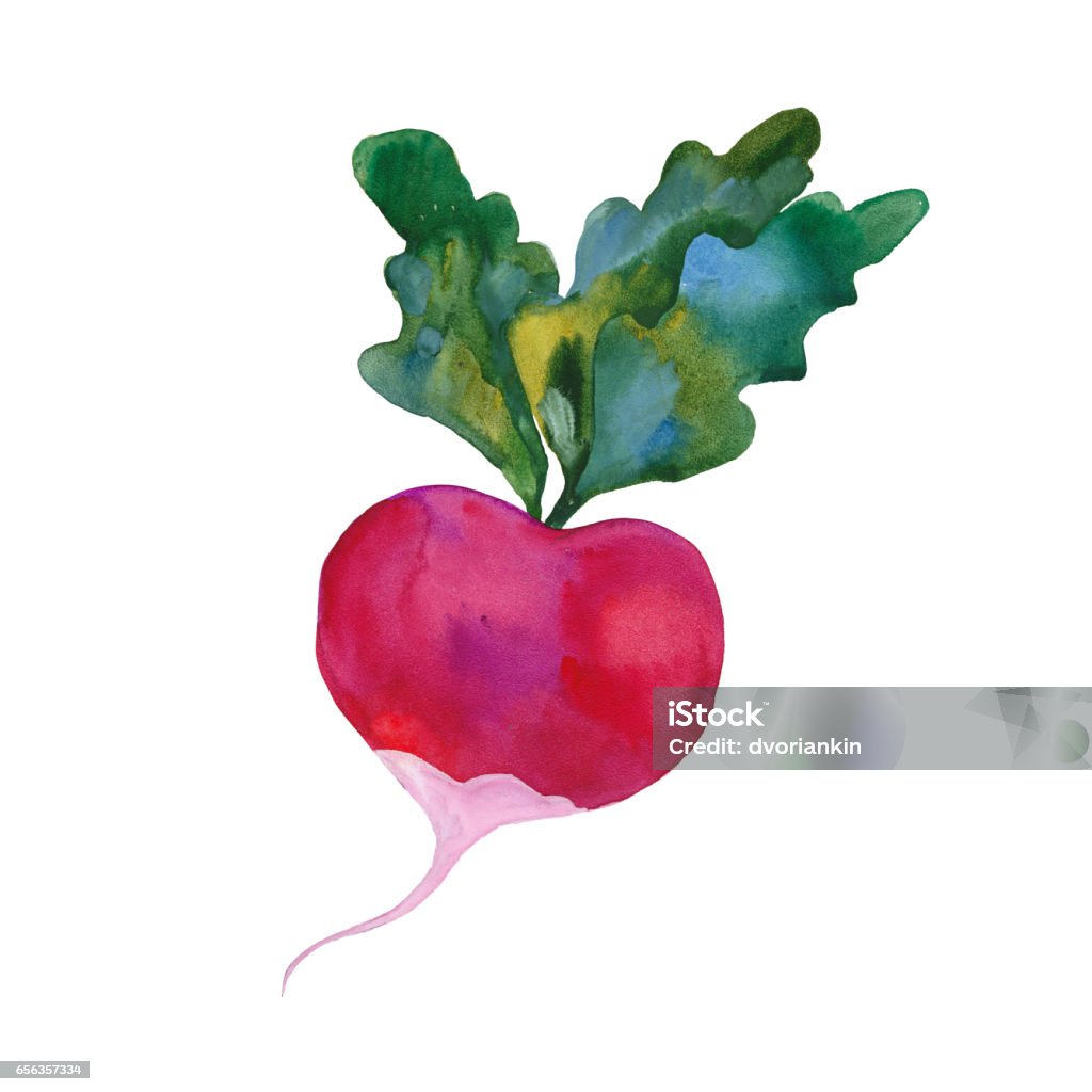 watercolor red radish red radish, watercolor illustration  on white background Radish stock illustration