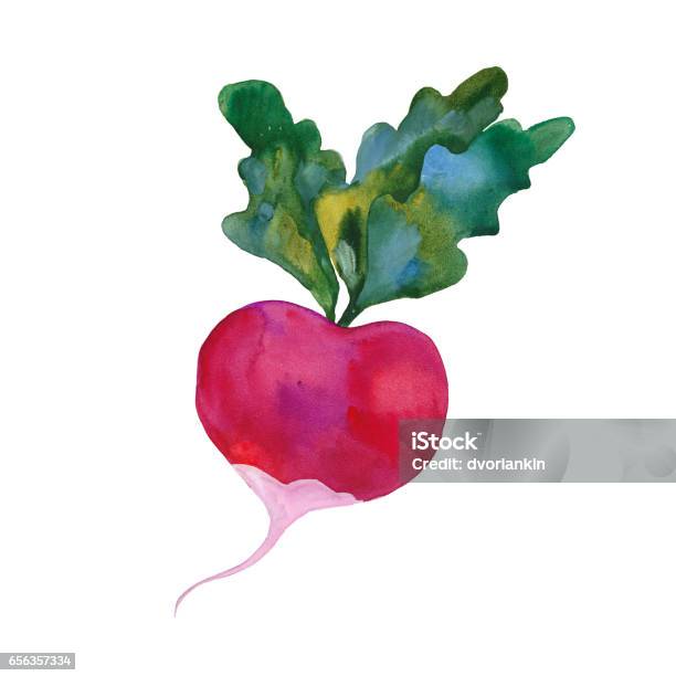 Watercolor Red Radish Stock Illustration - Download Image Now - Radish, Agriculture, Clip Art