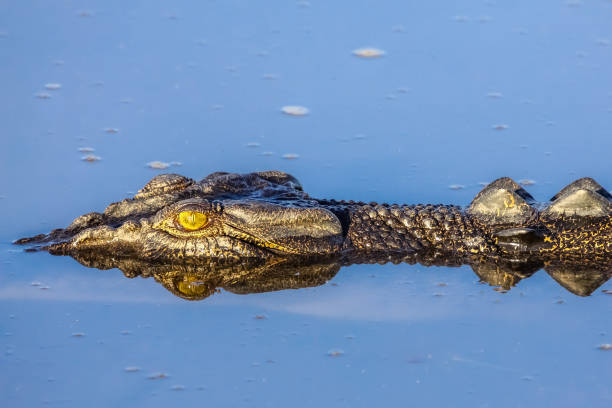 saltwater crocodile floating on the river surface - kakadu imagens e fotografias de stock