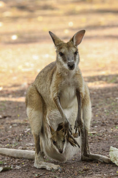 madre de wallaby ágil con el bebé en su bolsa - agile wallaby fotografías e imágenes de stock