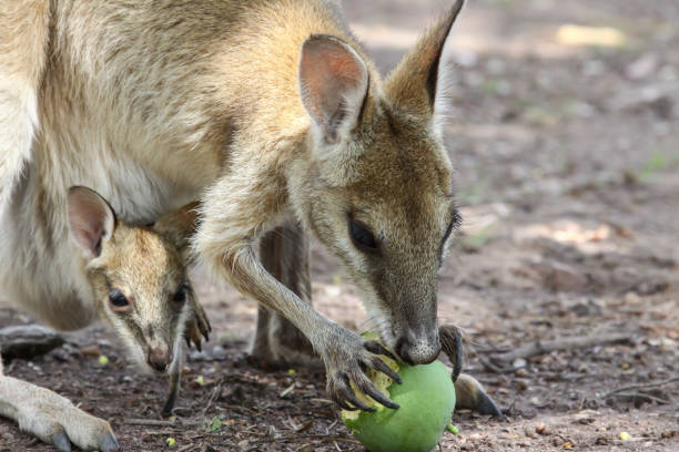 гибкая валлаби мать с ребенком, питаясь фруктами - agile wallaby стоковые фото и изображения
