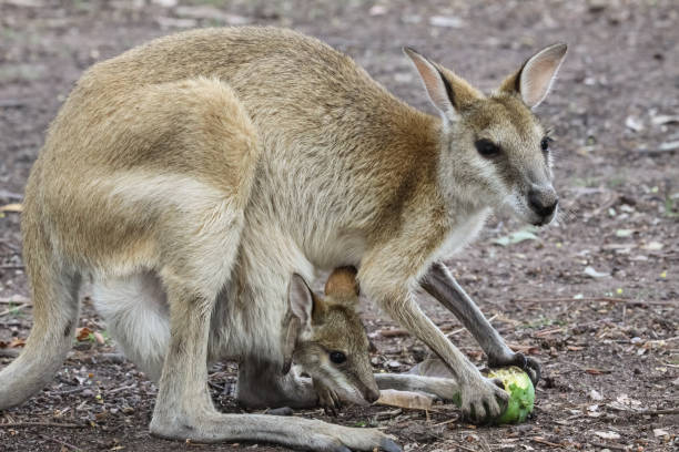 madre de wallaby ágil con el bebé se alimenta de frutas - agile wallaby fotografías e imágenes de stock