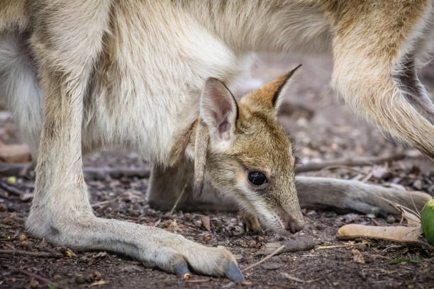 cerca de un wallaby ágil alimentándose de fruta - agile wallaby fotografías e imágenes de stock