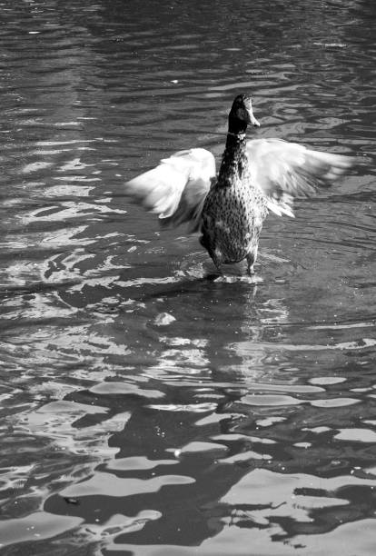 Silhouette background/Ducks swimming in the river