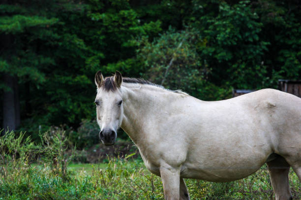 istock white horse in the wild 656367564