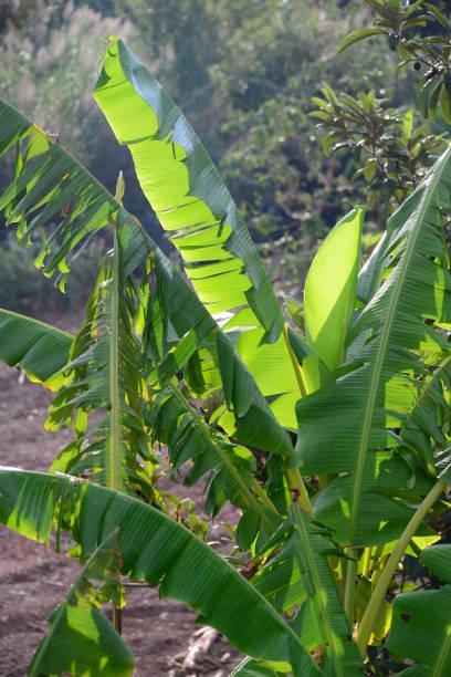istock Banana plant in Spain 656373460