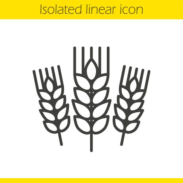 ilustraciones, imágenes clip art, dibujos animados e iconos de stock de icono de orejas de trigo - espiga de trigo