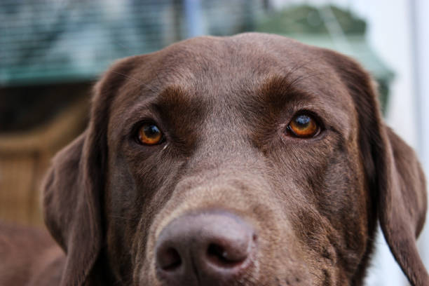 a beautiful Golden Retriever from mantidorati.it