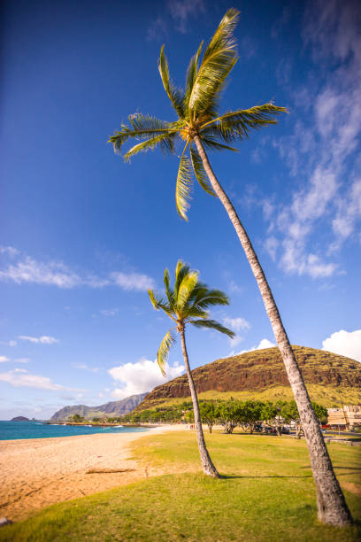 istock Oahu perfect beach, Hawaii, USA 656377058