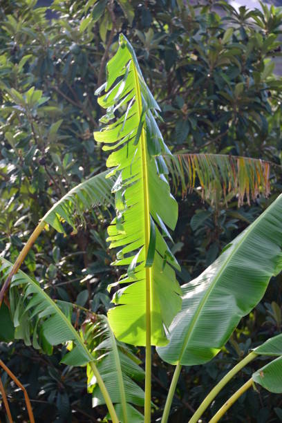istock Banana plant in Spain 656377258