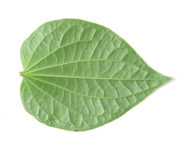 istock Green betel leaf heart shape isolated on white background 656378412