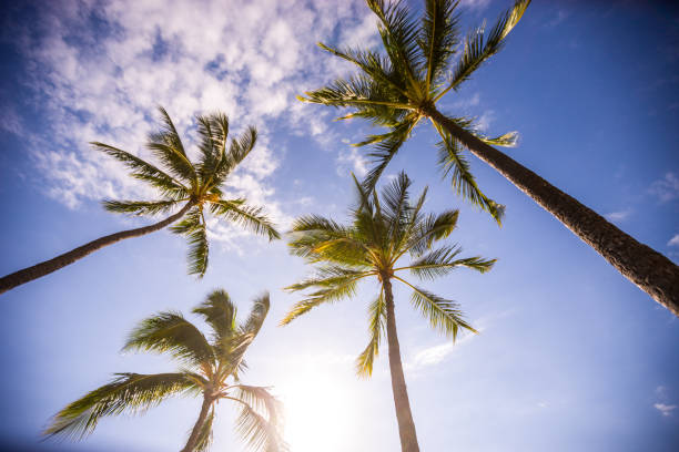 istock Palm trees, Oahu, Hawaii, USA 656380688