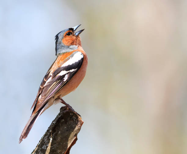 istock funny Chaffinch sitting on a stump in spring forest 656381014