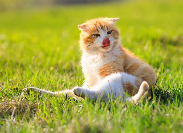 istock Funny ginger cat washes on the green Sunny meadow summer 656381074