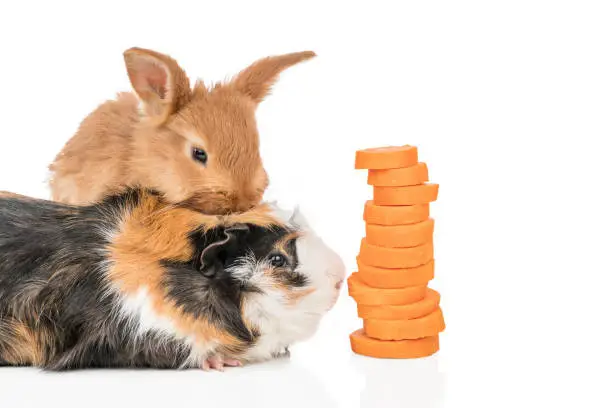 Photo of Rabbit and guinea pig with carrots