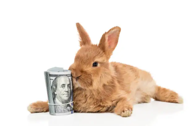 Photo of Rabbit and a bundle of money