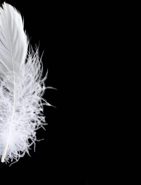 istock half of the white fluffy feather on a black background 656381222