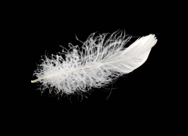 istock beautiful white fluffy feather bird on black isolated background 656381252