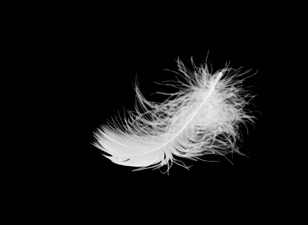 istock white fluffy bird feather lies on a black isolated background 656381274