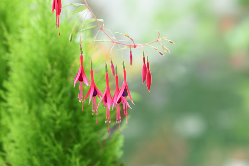 Deciduous Fuchsia Flower over evergreen pine defocus background