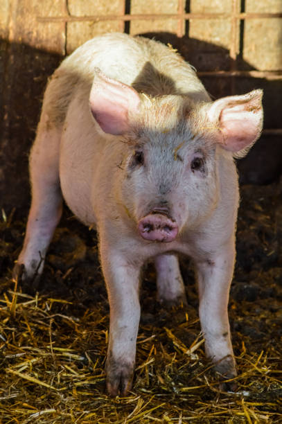 istock Little dirty curious piglet staring in the shadow 656381740