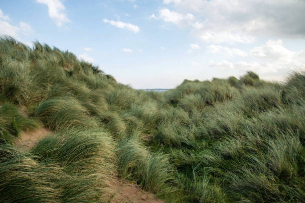 istock Sea grass covering sand dunes 656382304