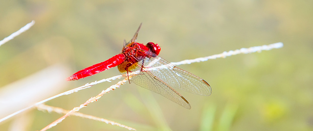Environment concept background. Red dragonfly resting on a straw, place for text, copyspace