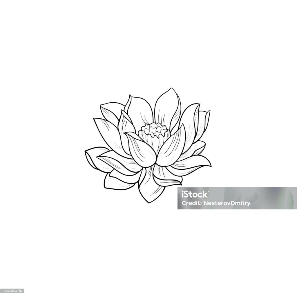 Một Bản Phác Thảo Của Một Bông Sen Đẹp Trên Nền Trắng Hình minh ...