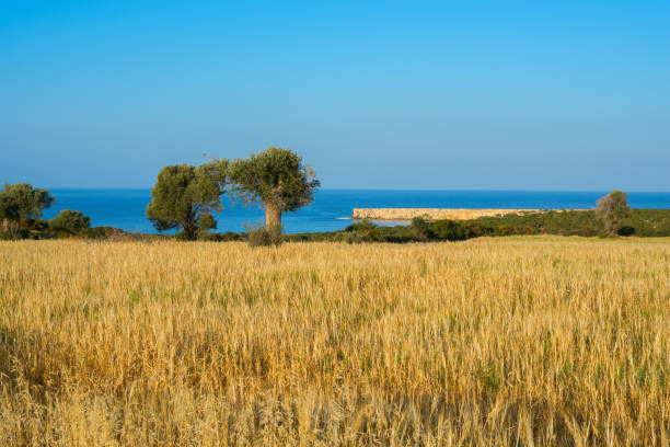 Panoramic top view from mountain to Cyprus landscape with gardens, mountain villages and country road between hills