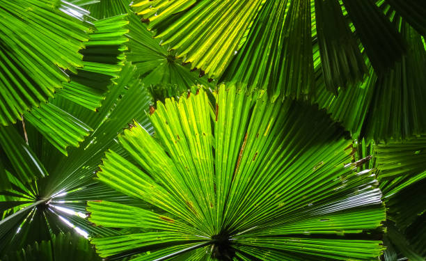 istock Light shines on Fan palm leaves building a roof 656384506