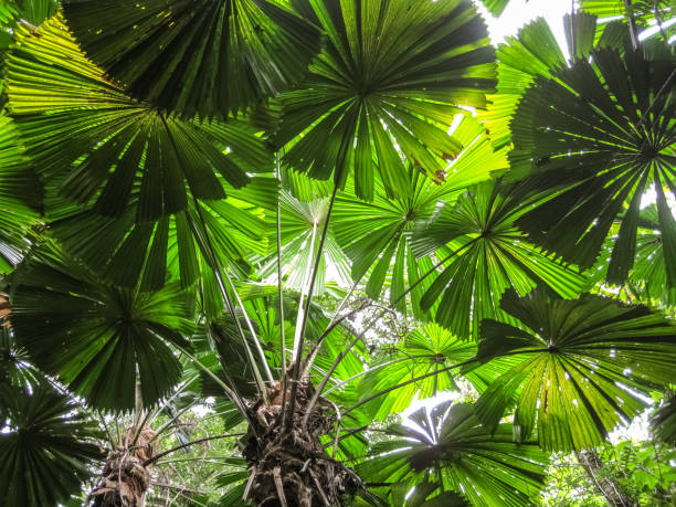 istock Fan palms canopy in the rainforest 656385478