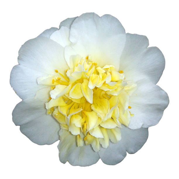 istock Camellia; japonica; Brushfield; Yellow 656385792