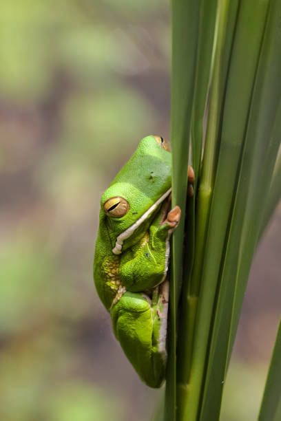 istock Close up of a White lipped tree frog on palm leaf 656385876
