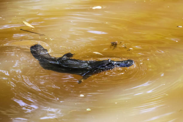 ornithorynque nageant à la surface d’un ruisseau - duck billed platypus wildlife animal endangered species photos et images de collection