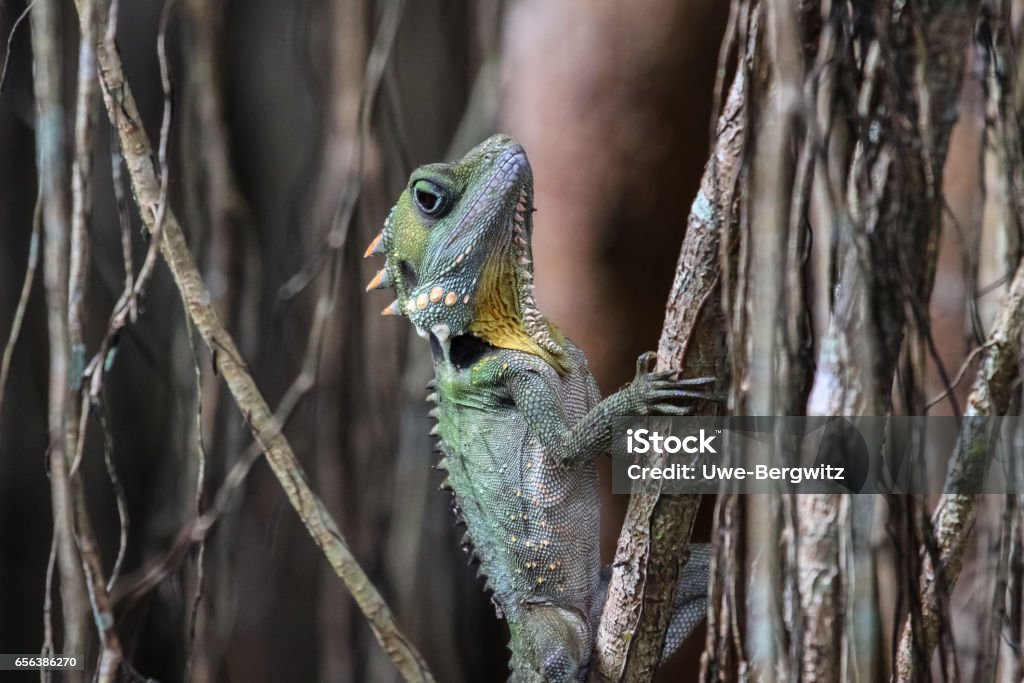 Close up of a Boyds forest Dragon climbing up a curtain fig tree Atherton Tablelands, Queensland, Australia Dragon Stock Photo