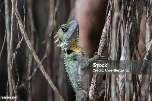 Close Up Of A Boyds Forest Dragon Climbing Up A Curtain Fig Tree Stock Photo - Download Image Now