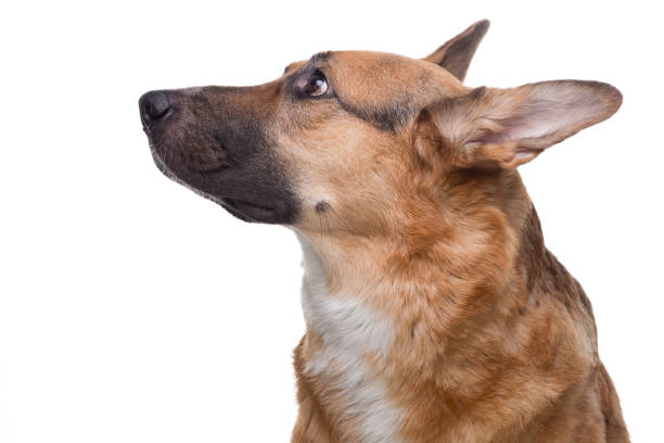 istock Portrait of looking up shepherd 656386770
