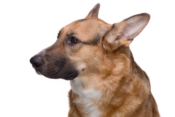 istock Portrait of looking side shepherd 656386816