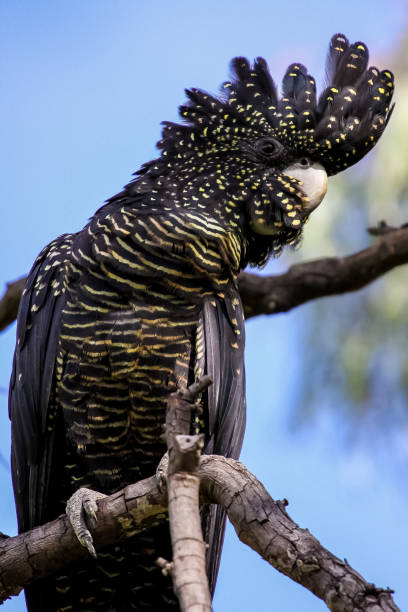 istock Close up if a Red tailed black cockatoo with a pretty crest perching on a branch 656387008