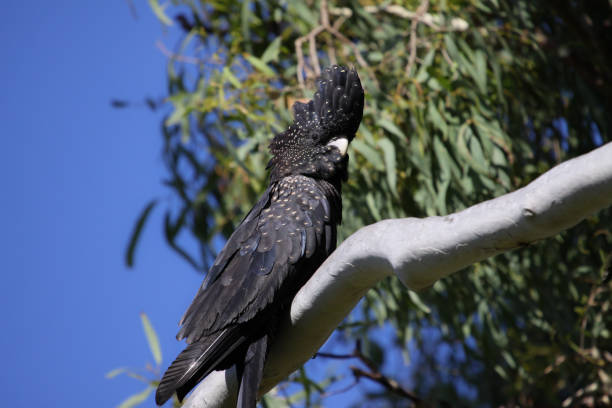istock Close up if a Red tailed black cockatoo with a pretty crest perching on a branch 656387088