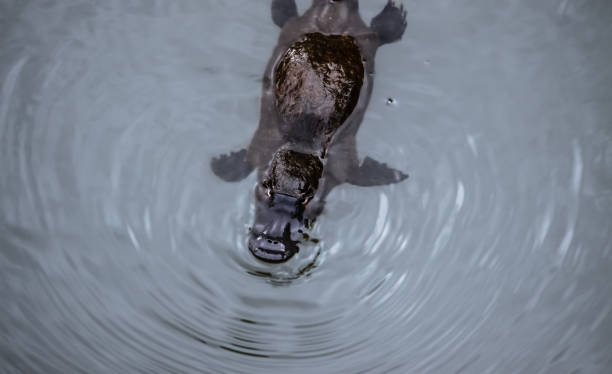 ornithorynque nageant à la surface d’un ruisseau - duck billed platypus wildlife animal endangered species photos et images de collection