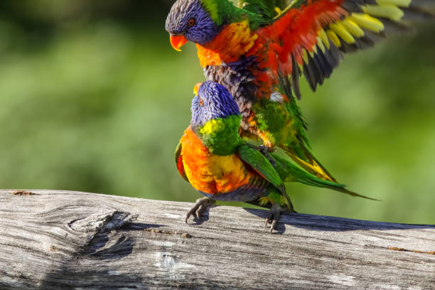 istock Couple of Rainbow lorikeets mating 656391484